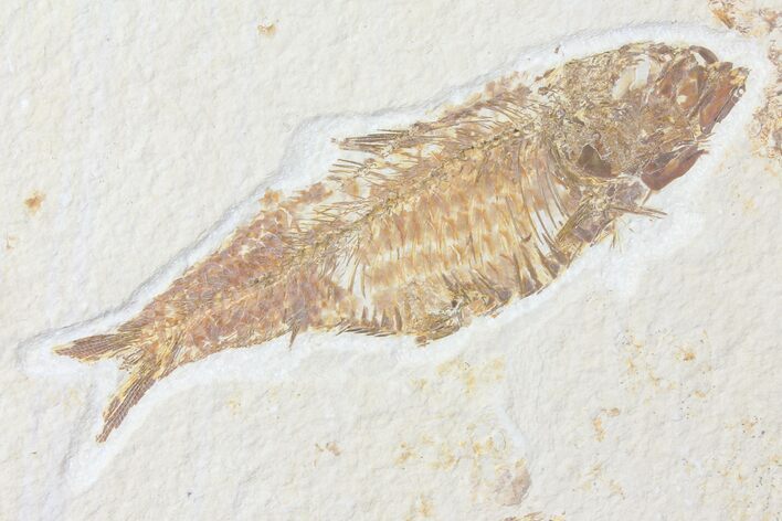 Bargain, Fossil Fish (Knightia) - Wyoming #126026